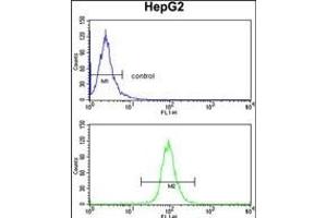 TNFAIP2 Antibody (Center) (ABIN390522 and ABIN2840874) flow cytometry analysis of HepG2 cells (bottom histogram) compared to a negative control cell (top histogram). (TNFAIP2 Antikörper  (AA 456-484))