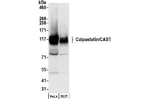 Western Blotting (WB) image for anti-Calpastatin (CAST) (AA 600-650) antibody (ABIN7450058)