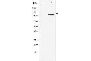 Western blot analysis of M-CSF Receptor phosphorylation expression in LPS treated 293 whole cell lysates,The lane on the left is treated with the antigen-specific peptide. (CSF1R Antikörper  (pTyr809))