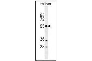 Western blot analysis in mouse liver tissue lysates using ATG4D Antibody (N-term) Cat. (ATG4D Antikörper  (N-Term))