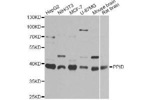 Western blot analysis of extracts of various cell lines, using PPID antibody (ABIN5974177) at 1/1000 dilution. (PPID Antikörper)