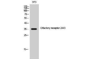 Western Blotting (WB) image for anti-Olfactory Receptor, Family 2, Subfamily W, Member 1-Like (OR2W3) (Internal Region) antibody (ABIN6280892)