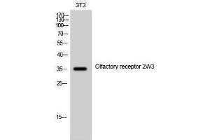 Western Blotting (WB) image for anti-Olfactory Receptor, Family 2, Subfamily W, Member 1-Like (OR2W3) (Internal Region) antibody (ABIN3186078) (OR2W3 Antikörper  (Internal Region))