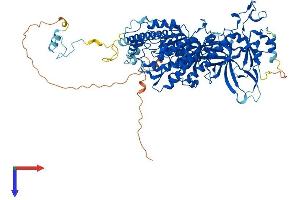 CMTR1 Protein (AA 1-837) (His tag)