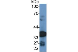 Western Blotting (WB) image for anti-Malate Dehydrogenase 2, NAD (Mitochondrial) (MDH2) (AA 25-338) antibody (ABIN7441490)