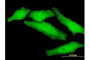 Immunofluorescence of purified MaxPab antibody to PLEKHO1 on HeLa cell. (PLEKHO1 Antikörper  (AA 1-409))