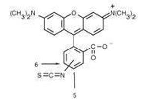 Rhodamine core structure. (Rhodamine Antikörper)