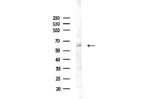 anti-Apoptosis Inhibitor 5 (API5) (C-Term) antibody