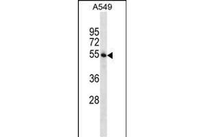 STBP Antibody (C-term) (ABIN656627 and ABIN2845873) western blot analysis in A549 cell line lysates (35 μg/lane).