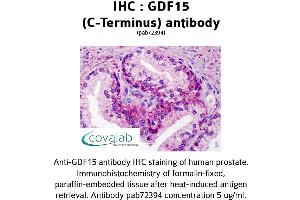 Image no. 2 for anti-Growth Differentiation Factor 15 (GDF15) (C-Term) antibody (ABIN1734659) (GDF15 Antikörper  (C-Term))