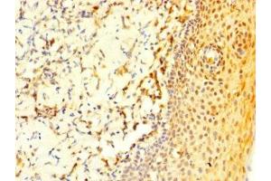 Immunohistochemistry of paraffin-embedded human tonsil tissue using ABIN7148239 at dilution of 1:100 (COL2A1 Antikörper  (AA 1143-1297))