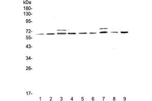 Western blot testing of rat 1) testis, 2) thymus, 3) brain, 4) lung and mouse 5) testis, 6) thymus, 7) brain, 8) lung and 9) HEPA1-6 lysate with CDC45 antibody at 0. (CDC45 Antikörper)