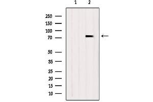 Western blot analysis of extracts from Hela, using SYK Antibody.