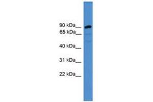 Image no. 1 for anti-Armadillo Repeat Containing 8 (ARMC8) (AA 21-70) antibody (ABIN6745457) (ARMC8 Antikörper  (AA 21-70))