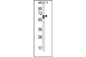 Western blot analysis of POGK Antibody (N-term) in MCF-7 cell line lysates (35ug/lane). (POGK Antikörper  (N-Term))