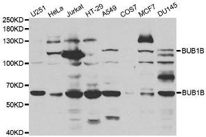 Western blot analysis of extracts of various cell lines, using BUB1B antibody. (BUB1B Antikörper  (AA 1-260))