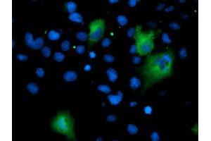 Anti-ASNS mouse monoclonal antibody (ABIN2454971) immunofluorescent staining of COS7 cells transiently transfected by pCMV6-ENTRY ASNS (RC215380). (Asparagine Synthetase Antikörper)