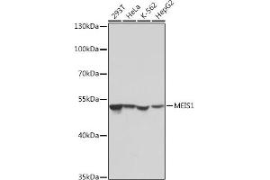 Western blot analysis of extracts of various cell lines, using MEIS1 antibody (ABIN7268449) at 1:1000 dilution. (MEIS1 Antikörper)