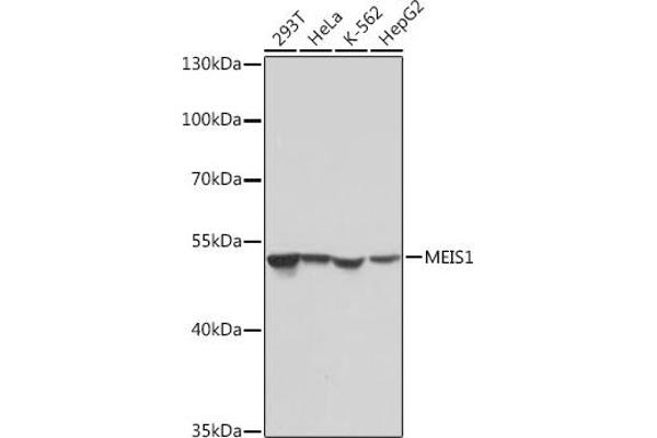 MEIS1 Antikörper