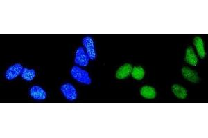 IF analysis of Rab9/RAB9A using anti-Rab9/RAB9A antibody (ABIN3044539). (RAB9A Antikörper  (C-Term))