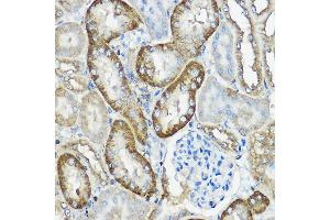 Immunohistochemistry of paraffin-embedded mouse kidney using CNPY2 Rabbit pAb  at dilution of 1:100 (40x lens). (CNPY2/MSAP Antikörper  (AA 1-182))