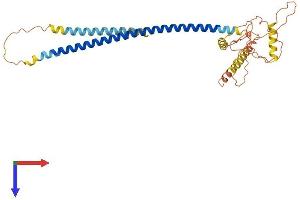CCDC54 Protein (AA 1-329) (His tag)