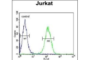 UTP6 Antibody (N-term) (ABIN651489 and ABIN2840264) flow cytometric analysis of Jurkat cells (right histogram) compared to a negative control cell (left histogram). (UTP6 Antikörper  (N-Term))