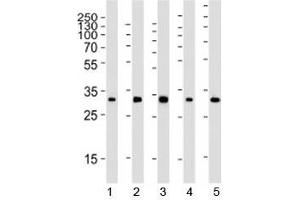 Western blot analysis of lysate from 1) 293, 2) HeLa, 3) mouse NIH3T3, 4) rat PC-12 and 5) rat brain tissue using RPS6 antibody at 1:2000. (RPS6 Antikörper)