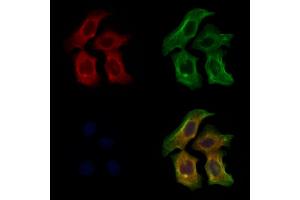 ABIN6264149 and ABIN6273012 staining Hela cells by IF/ICC. (PEX16 Antikörper  (Internal Region))