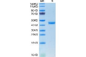 Mouse CALCA/CGRP on Tris-Bis PAGE under reduced condition. (CGRP Protein (AA 26-119) (Fc Tag))