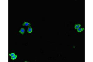 Immunofluorescent analysis of HepG2 cells using ABIN7171790 at dilution of 1:100 and Alexa Fluor 488-congugated AffiniPure Goat Anti-Rabbit IgG(H+L) (SPOCK1 Antikörper  (AA 290-435))