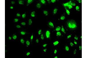 Immunofluorescence of monoclonal antibody to MEOX2 on HeLa cell. (MEOX2 Antikörper  (AA 1-303))