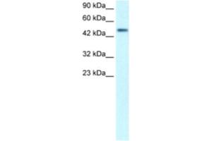 Western Blotting (WB) image for anti-CREB3 Regulatory Factor (CREBRF) antibody (ABIN2460400) (CREBRF Antikörper)