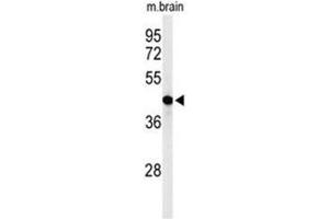 Western blot analysis of AGPAT6 Antibody (N-term) in mouse brain tissue lysates (35 µg/lane).