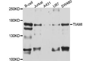 Western blot analysis of extracts of various cell lines, using TIAM1 antibody (ABIN4905419) at 1:1000 dilution. (TIAM1 Antikörper)