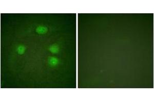 Immunofluorescence (IF) image for anti-Potassium Inwardly-Rectifying Channel, Subfamily J, Member 3 (KCNJ3) (AA 151-200) antibody (ABIN2888872) (KCNJ3 Antikörper  (AA 151-200))