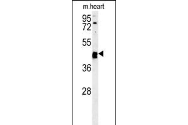 TINAGL1 Antikörper  (C-Term)