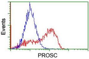 Image no. 2 for anti-Proline Synthetase Co-Transcribed (PROSC) antibody (ABIN1500439) (PROSC Antikörper)