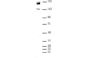 PBRM1 (pAb) tested by Western blot.