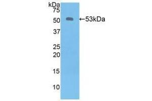 Western blot analysis of recombinant Human KLK6. (Kallikrein 6 Antikörper  (AA 17-244))