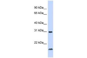 TNFSF14 antibody (70R-10456) used at 0. (TNFSF14 Antikörper  (Middle Region))