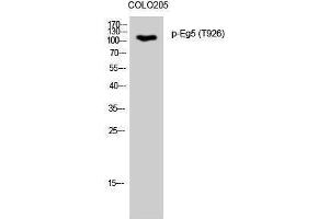 Western Blotting (WB) image for anti-Kinesin Family Member 11 (KIF11) (pThr926) antibody (ABIN3182269) (KIF11 Antikörper  (pThr926))
