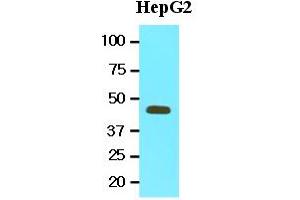 Western Blotting (WB) image for anti-Methionine Adenosyltransferase II, alpha (MAT2A) (AA 1-395), (N-Term) antibody (ABIN356234) (MAT2A Antikörper  (N-Term))