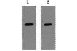 Western Blot analysis of 1 μg Strep II fusion protein using Strep-Tag Monoclonal Antibody at dilution of 1) 1:5000 2) 1:10000. (Strep Tag Antikörper)