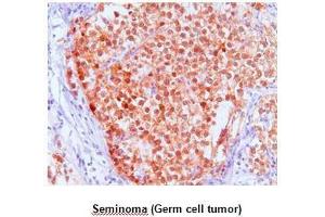 Immunohistochemistry (IHC) image for anti-FK506 Binding Protein 4, 59kDa (FKBP4) (AA 1-459) antibody (ABIN934047)