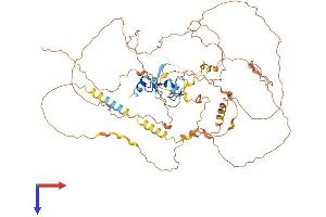SCEL Protein (AA 1-652) (His tag)