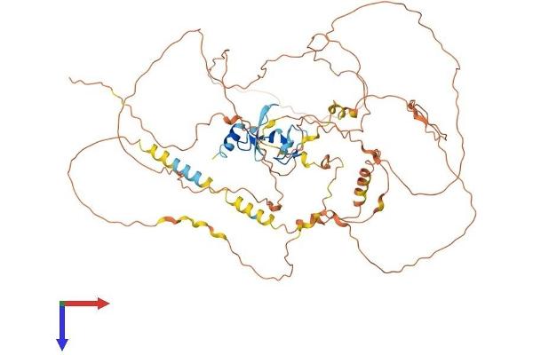 SCEL Protein (AA 1-652) (His tag)