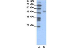 Western Blotting (WB) image for anti-Forkhead Box D2 (FOXD2) antibody (ABIN2460280)