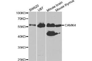 Western blot analysis of extracts of various cell lines, using CAMK4 antibody (ABIN5973050) at 1/1000 dilution. (CAMK4 Antikörper)