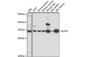 Western blot analysis of extracts of various cell lines, using IGSF6 antibody (ABIN6291162) at 1:1000 dilution. (IGSF6 Antikörper)